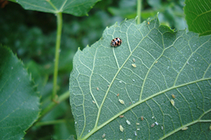 Coccinella contro afidi